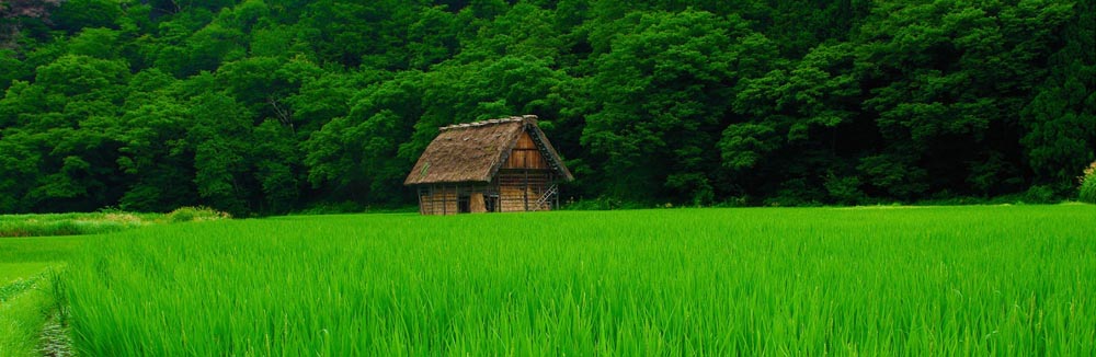 Green & Clean Environment